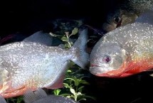 食人鱼的繁殖状况，成鱼期每天投喂1-2次即可