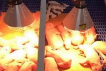 仔猪每天需要哺乳多少次，夏季的时候保温灯用150瓦比较合适