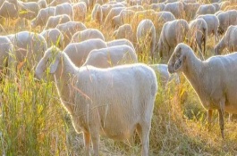 种公羊出生多久才能配种，以自然交配、人工授精为主