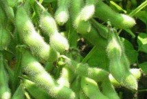 中黄212大豆栽培技术要点，黄淮海夏大豆高油型品种