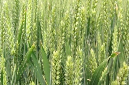 鹤麦2号小麦栽培技术要点，播量以每亩12～16kg为宜