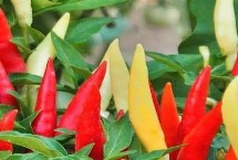 辣椒苗期病害的防治，有六要