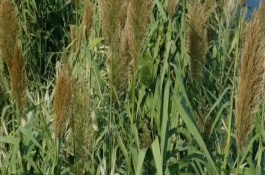 牧草绿洲一号一年可以割几茬，产量和粗蛋白含量均不同