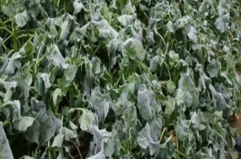 油菜受冻后应急措施，叶片受冻刚开始会出现烫伤状