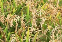 众香优1615水稻栽培技术要点，每亩有效穗数16.8万