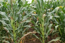 辉玉806玉米栽培技术要点，适宜播期4月下旬至5月上旬