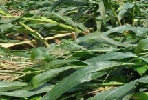 HX001玉米栽培技术要点，密度5000株/亩左右
