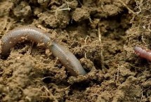 蚯蚓为什么喜欢在潮湿的泥土里，肥沃的菜地里或大树底下都藏有较多蚯蚓