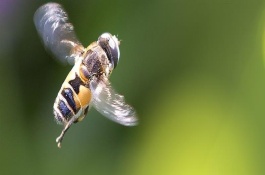 蜂王一天试飞多少次，试飞频率通常为2-3次