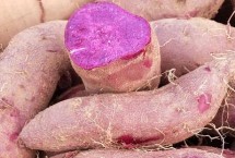 紫地瓜的生长习性，是一年生草本植物