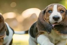 如何预防狗癣，表现为身体瘙痒、脱毛等