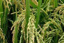 辽粳香2号水稻栽培技术要点，粳型常规水稻品种