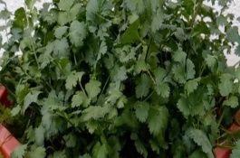 种植香菜需要注意什么，应合理浇水并补充光照等