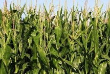 YS6873玉米栽培技术要点，注意防治病虫害