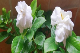 栀子花叶子边缘干枯且发黑怎么办，可能是蚜虫或者蚧壳虫导致等