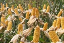 皇金翠7号玉米栽培技术要点，适宜播种期4月中旬至6月上旬