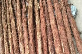 什么是竹篙薯，全国仅江西泰和栽种