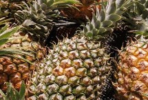 如何种植盆栽菠萝，顶芽出现根尖后再上盆栽种