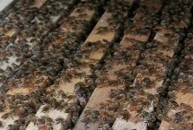 分蜂征兆，蜂群中出现大量雄蜂房是早期预兆