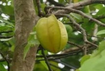 种植技术，可嫁接繁殖也可压条繁殖