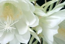 昙花有哪些品种，包括细叶昙花、孔雀昙花、锯齿昙花等种类