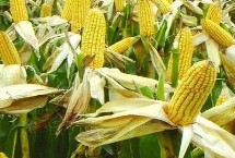 斯达糯47玉米栽培技术要点，该品种喜肥水