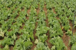 儿菜施肥间隔，可以适当提早播种时间