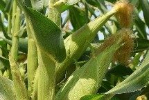 豪玉128玉米栽培技术要点，中抗瘤黑粉病