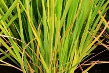 创优9708水稻栽培技术要点，插植密度18厘米×23厘米