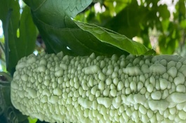 苦瓜从育苗到移栽需要多少天，控制生长温度在15-28℃之间