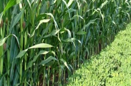 丹8319玉米栽培技术要点，放赤眼蜂防治玉米螟虫