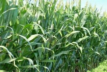 斯达糯51玉米栽培技术要点，中抗大斑病