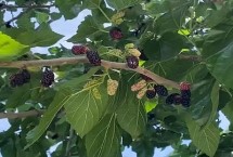 桑树怎么修剪，种植当年就能挂果