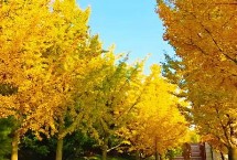 被称为活化石的植物有哪些，包括银杏、水松、红豆杉、金钱松等品种