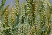 珍麦188小麦栽培技术要点，生育期194.2天