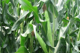 浚单3136玉米栽培技术要点，后期注意防治玉米秋蚜