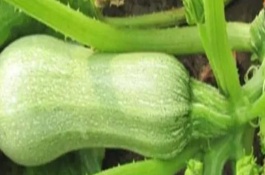 西葫芦底肥用什么肥料，适宜生活在湿润的地块