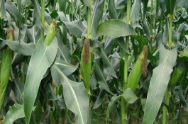 潞玉1611玉米栽培技术要点，4月下旬至5月上旬播种