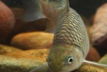 中华倒刺鲃的繁殖方式，中华倒刺鲃的体态近似鲤鱼