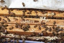 四季养蜂口诀，忙种满足二十框、好采荆条九十朝