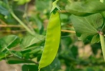 扁豆枯萎病的防治方法，发病时茎部会开裂