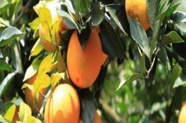 脐橙叶片黄化的病因诊断，叶片由叶尖向叶基褪绿