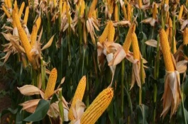 禾源9号玉米栽培技术要点，播种后早早定苗