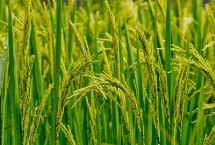 龙稻124水稻栽培技术要点，该品种主茎13片叶