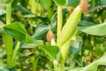 腾龙3405玉米栽培技术要点，防治病虫害