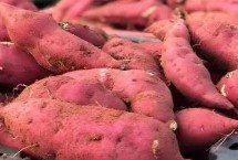 六鳌红蜜薯的产地，福建省漳浦县主产