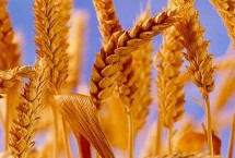 中麦30小麦栽培技术要点，适宜播期10月5－15日