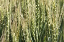 何时防治小麦红蜘蛛，雨水较少时要适情灌水防旱