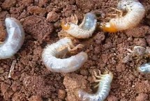 红薯虫害的防治方式，要注意防治金龟子、金针虫、蝼蛄、地老虎