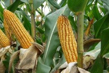 奎单1491玉米栽培技术要点，中等肥力以上的地块种植